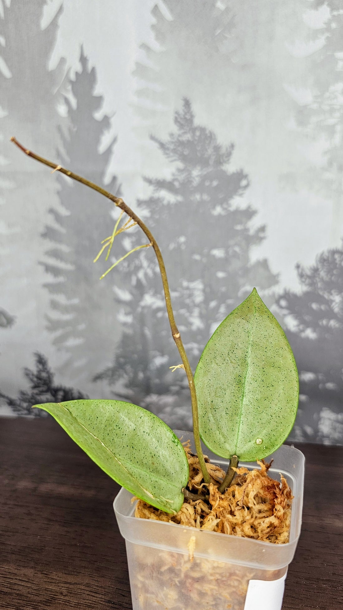 Hoya Parasitica Silver Ghost (WH 11)