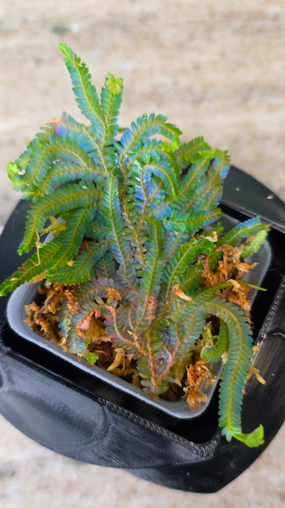 Selaginella Peacock