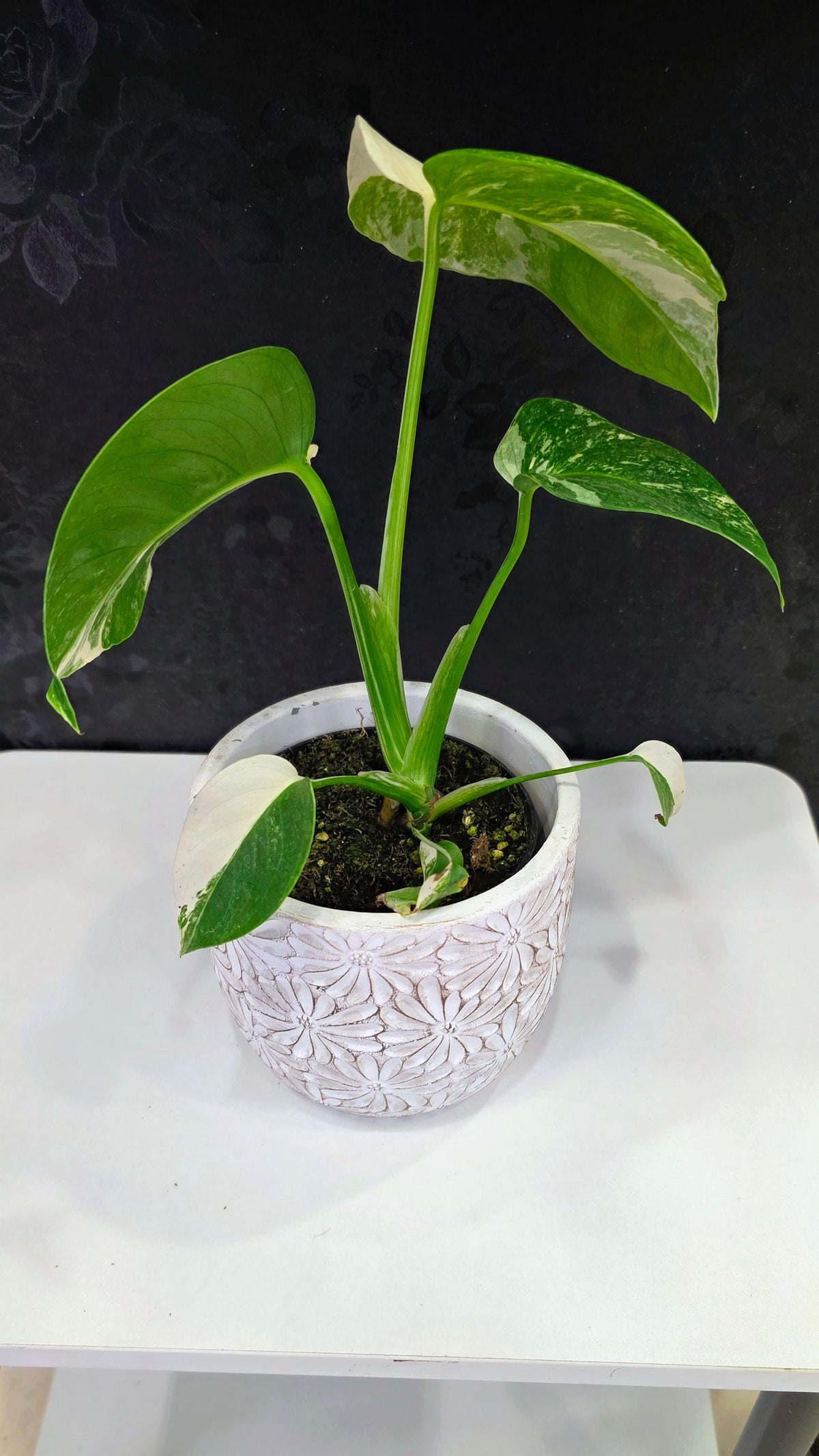 Monstera Albo B