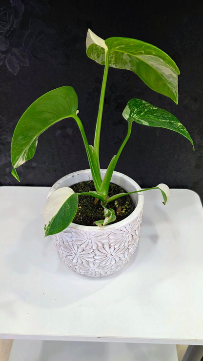 Monstera Albo B