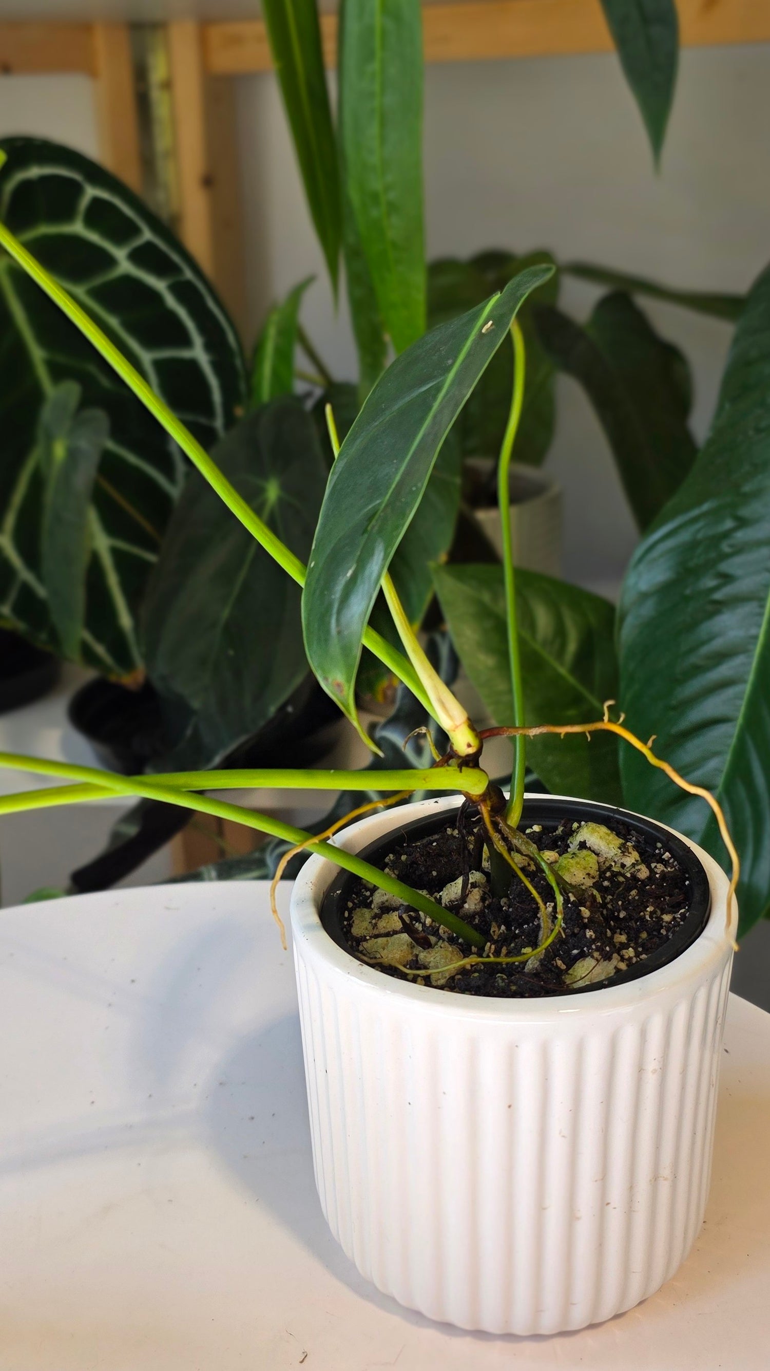 Philodendron Esmeralda Spirit (A)