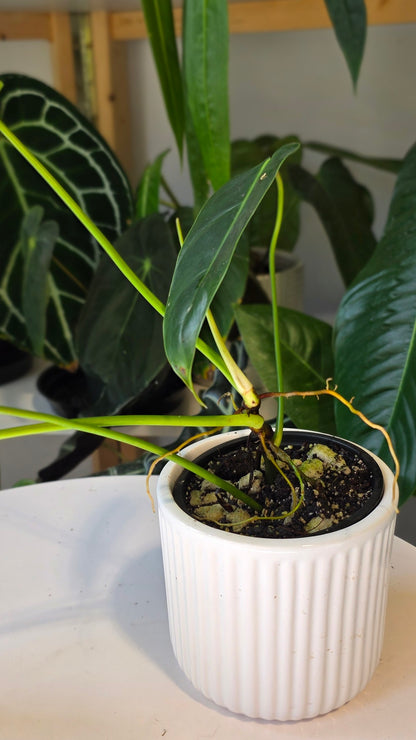 Philodendron Esmeralda Spirit (A)