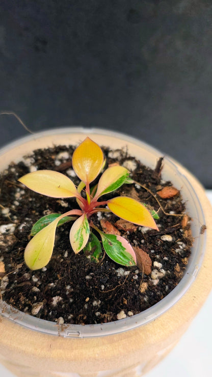 Philodendron Red Congo Variegated E