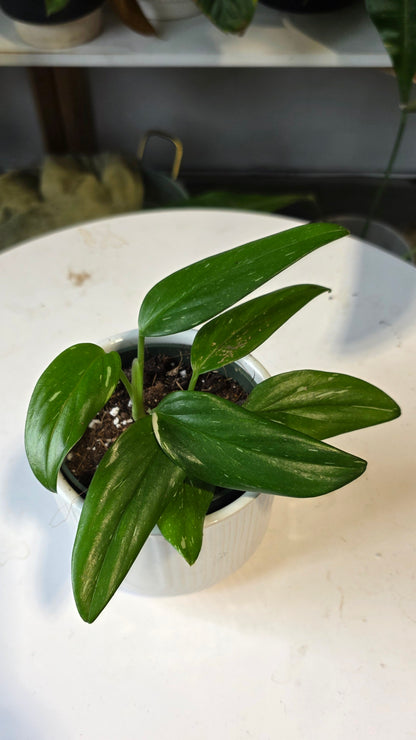Monstera Standleyana thai con