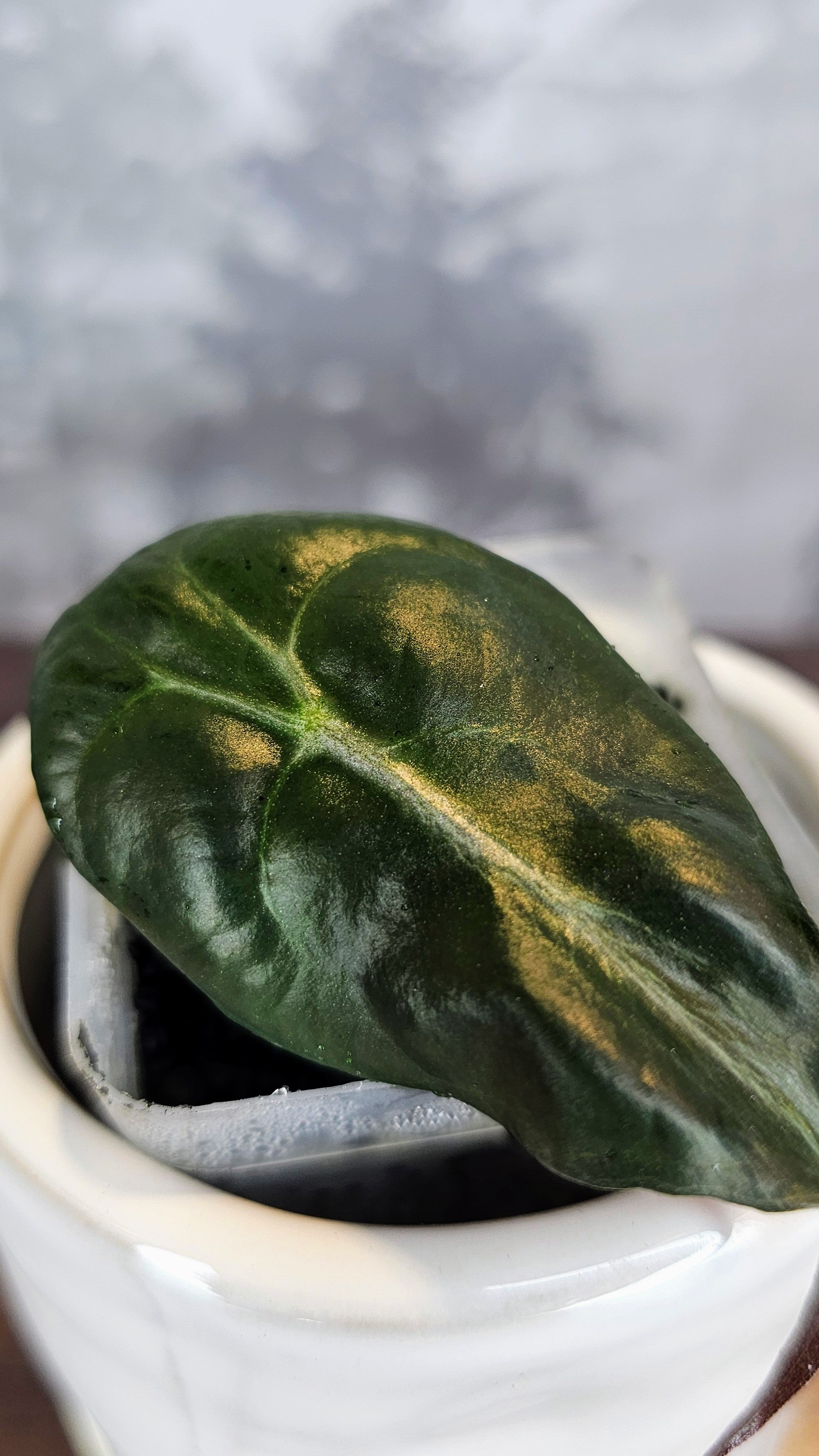 Alocasia Venom