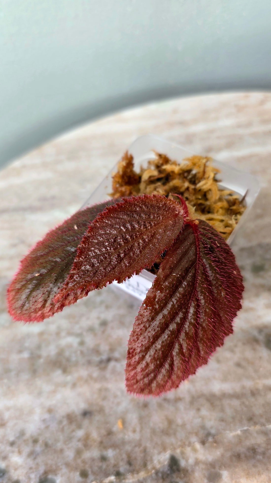 Begonia sp. fuzzy red black