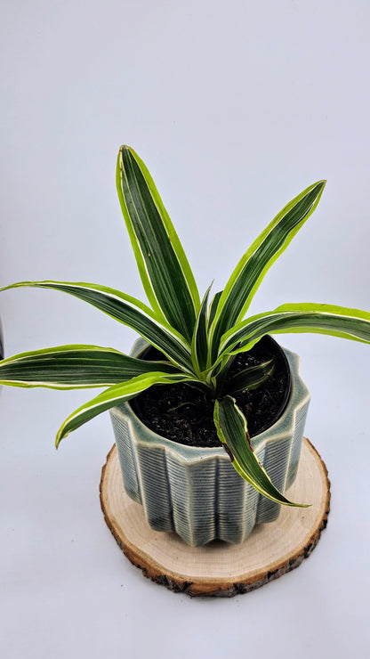 Dracaena Lemon Lime