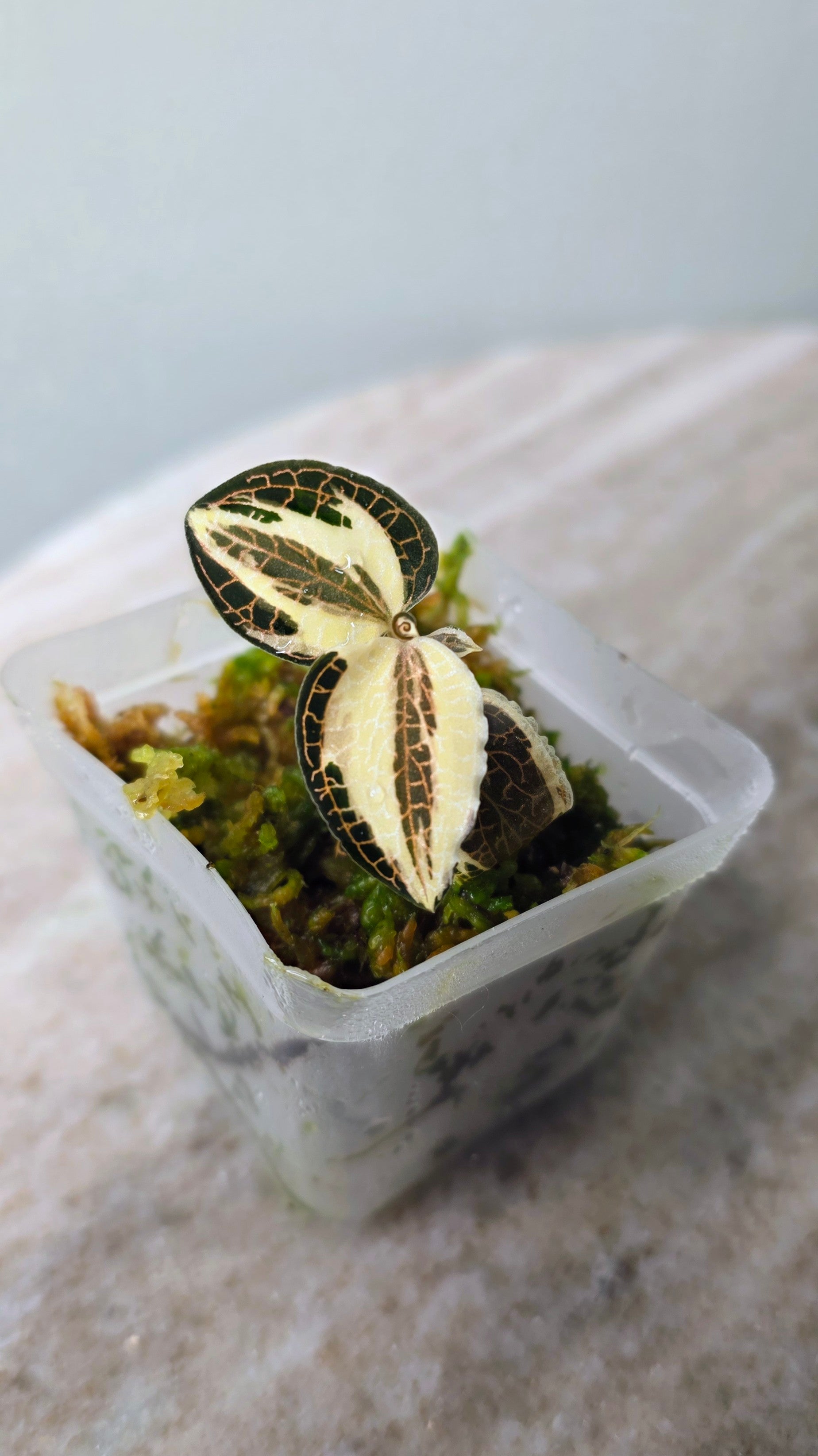 Anoectochilus Roxburghii Variegated