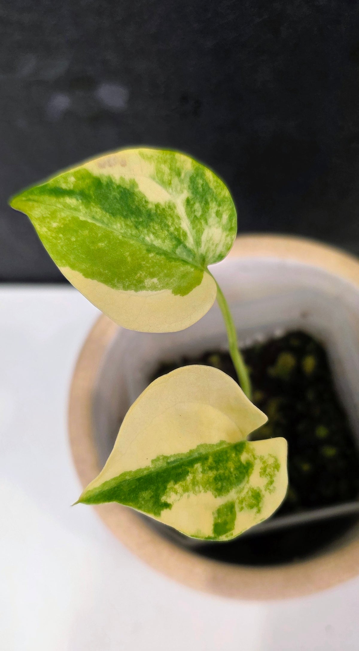 Anthurium Clarinervium Variegated B