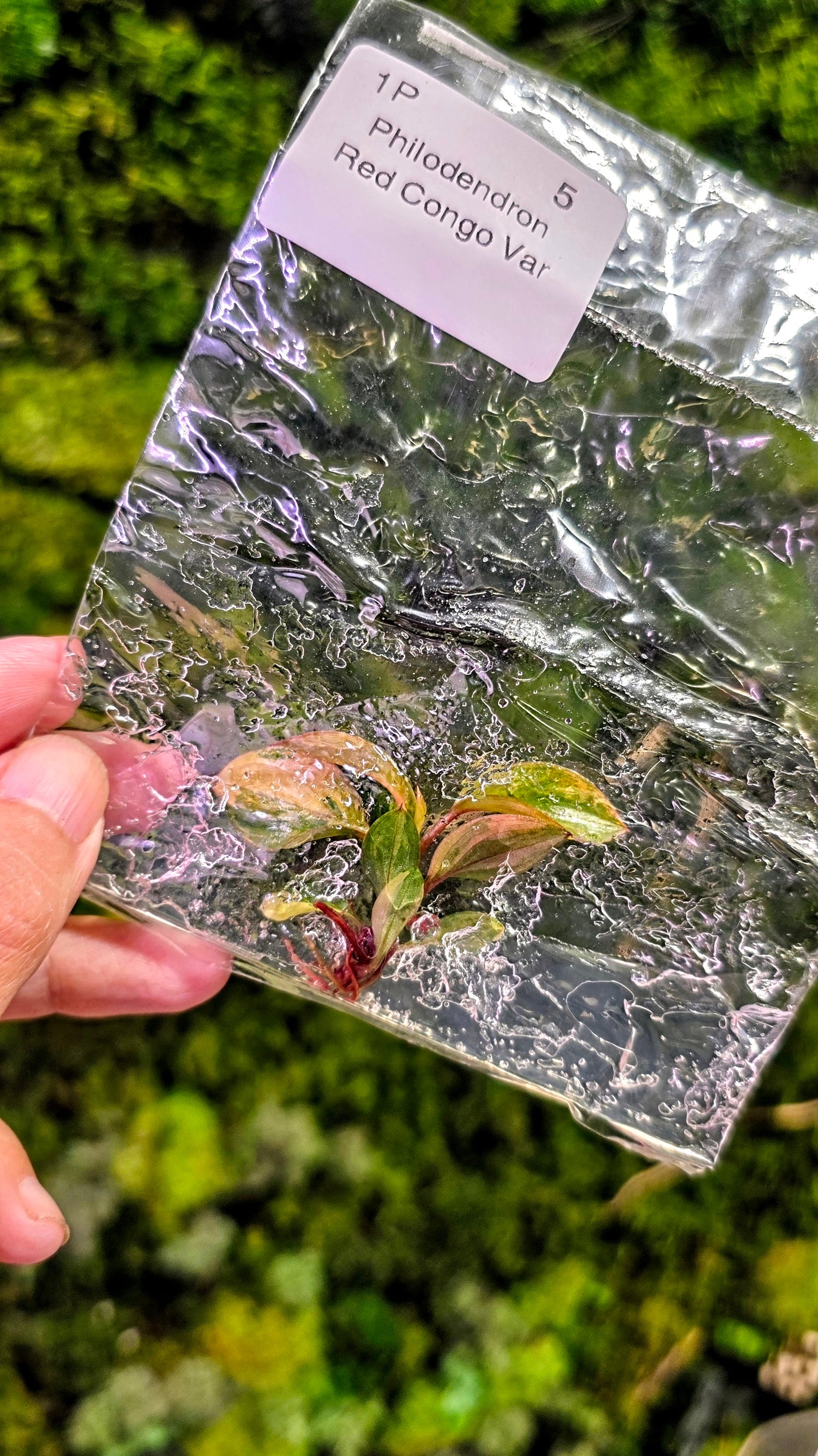 TC Treasures Subscription Box