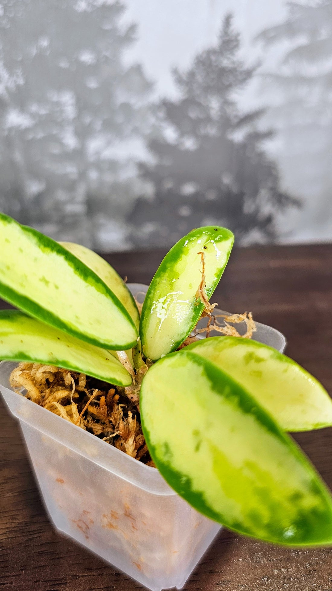Hoya acuta inner variegated (small leaves) (WH 09)