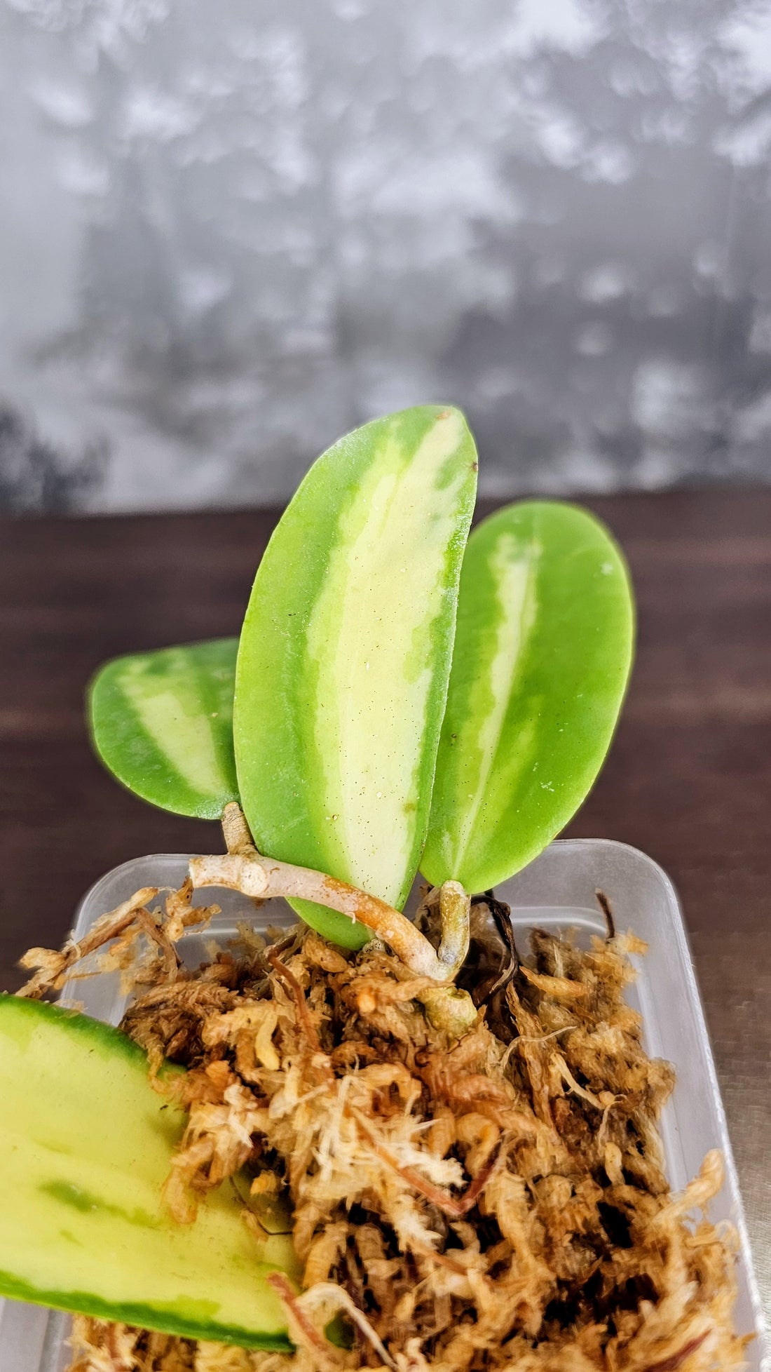 Hoya acuta inner variegated (small leaves) (WH 08)
