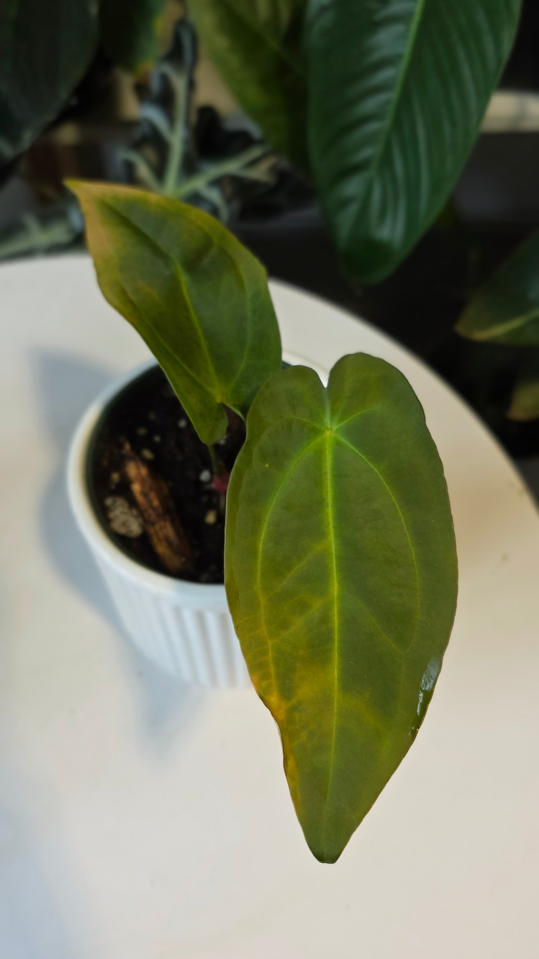 Anthurium Forgetii x Papillilaminum (D)
