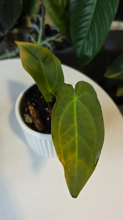 Anthurium Forgetii x Papillilaminum (D)