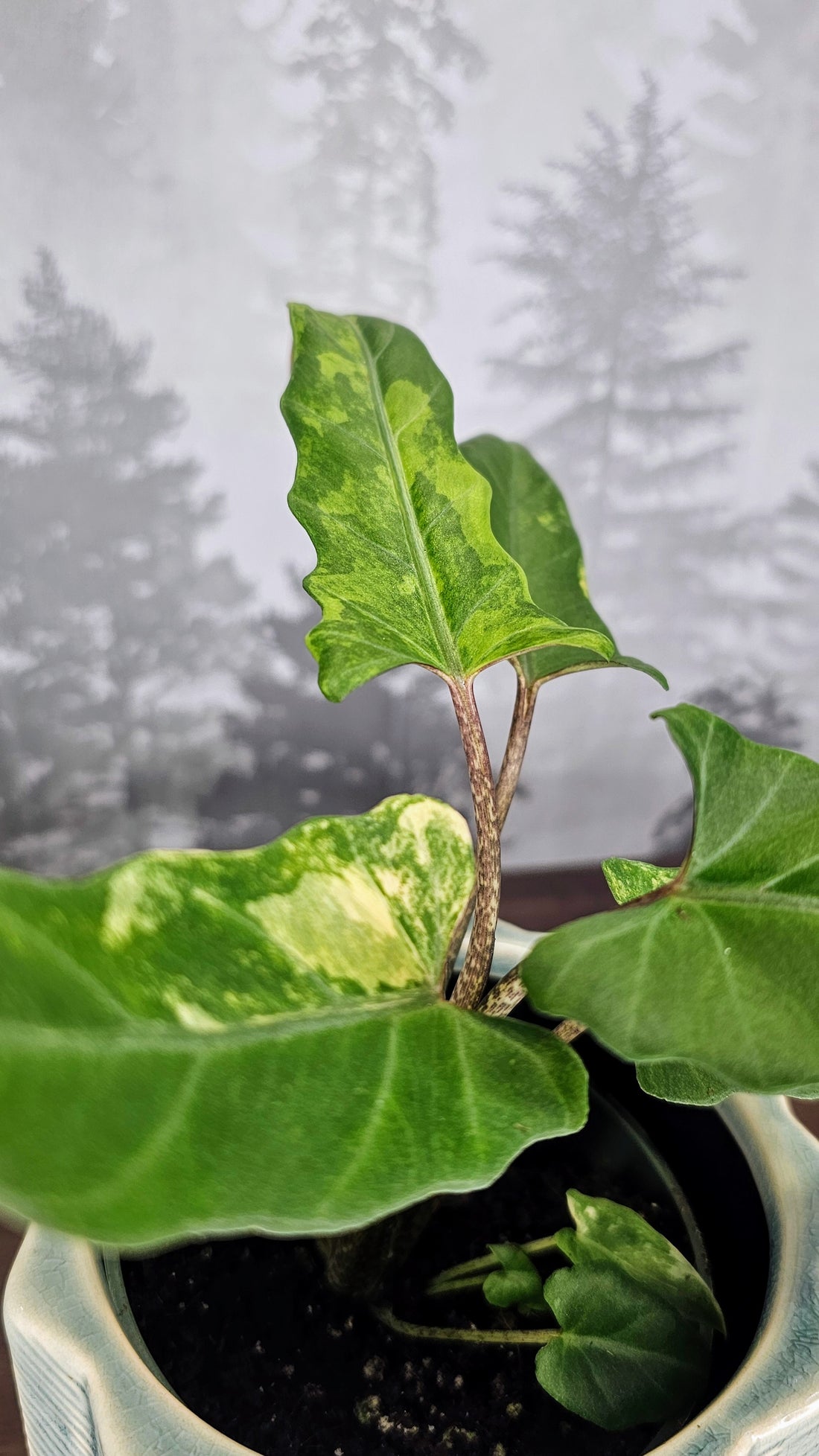 Alocasia Lauterbachiana Aurea Variegated (A2)