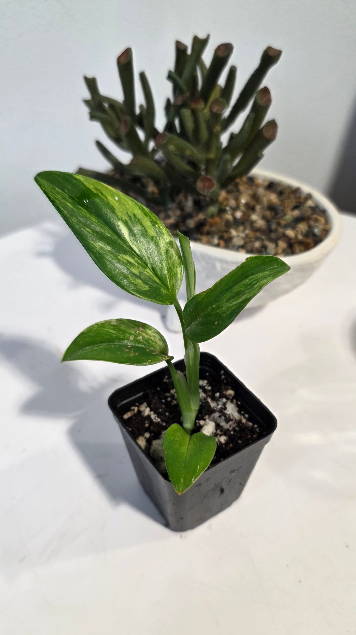 Monstera Standleyana Aurea "B"