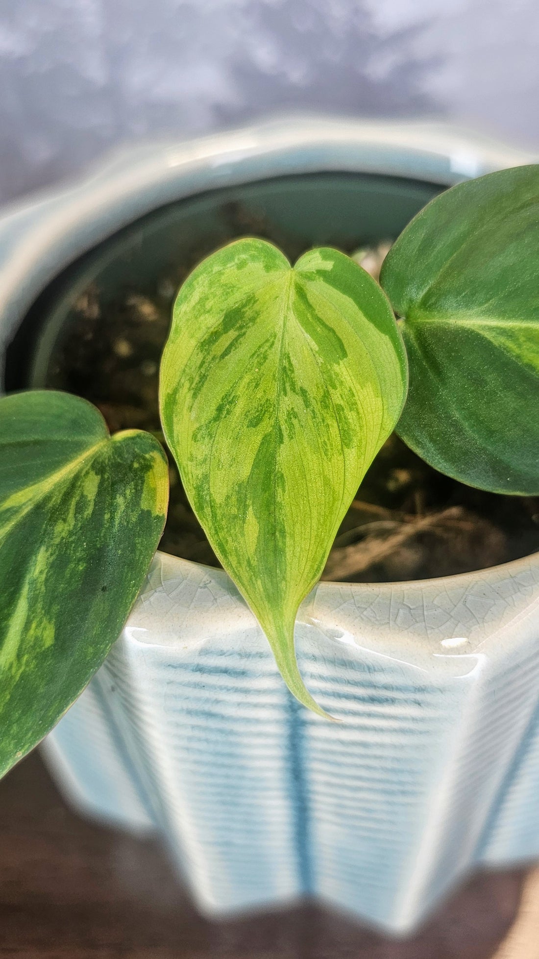 Philodendron Micans Variegated (PH01)
