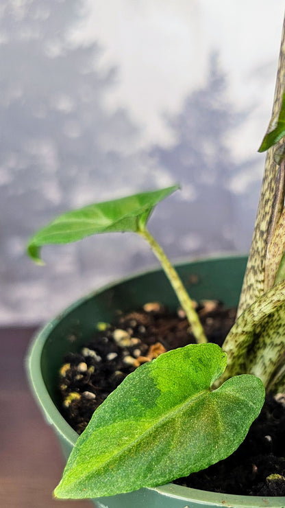 Alocasia Lauterbachiana Variegated (Minimal)