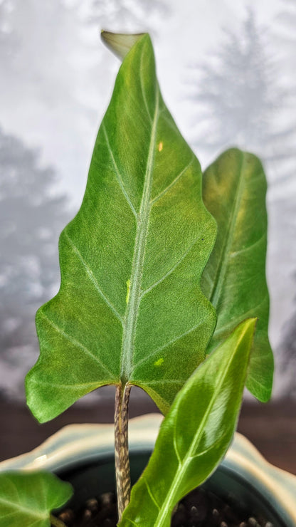 Alocasia Lauterbachiana Variegated (Minimal)