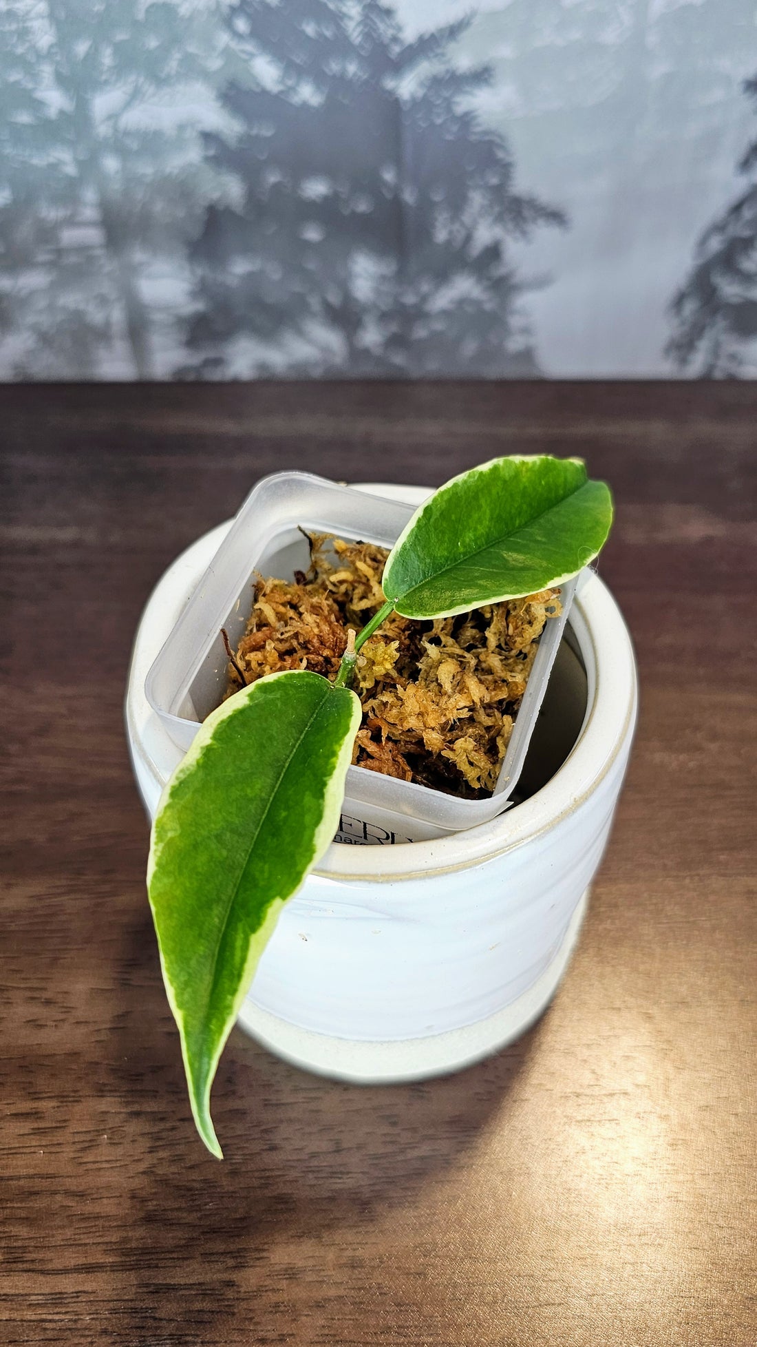 Hoya Kenejiana Albomarginata (WH37)
