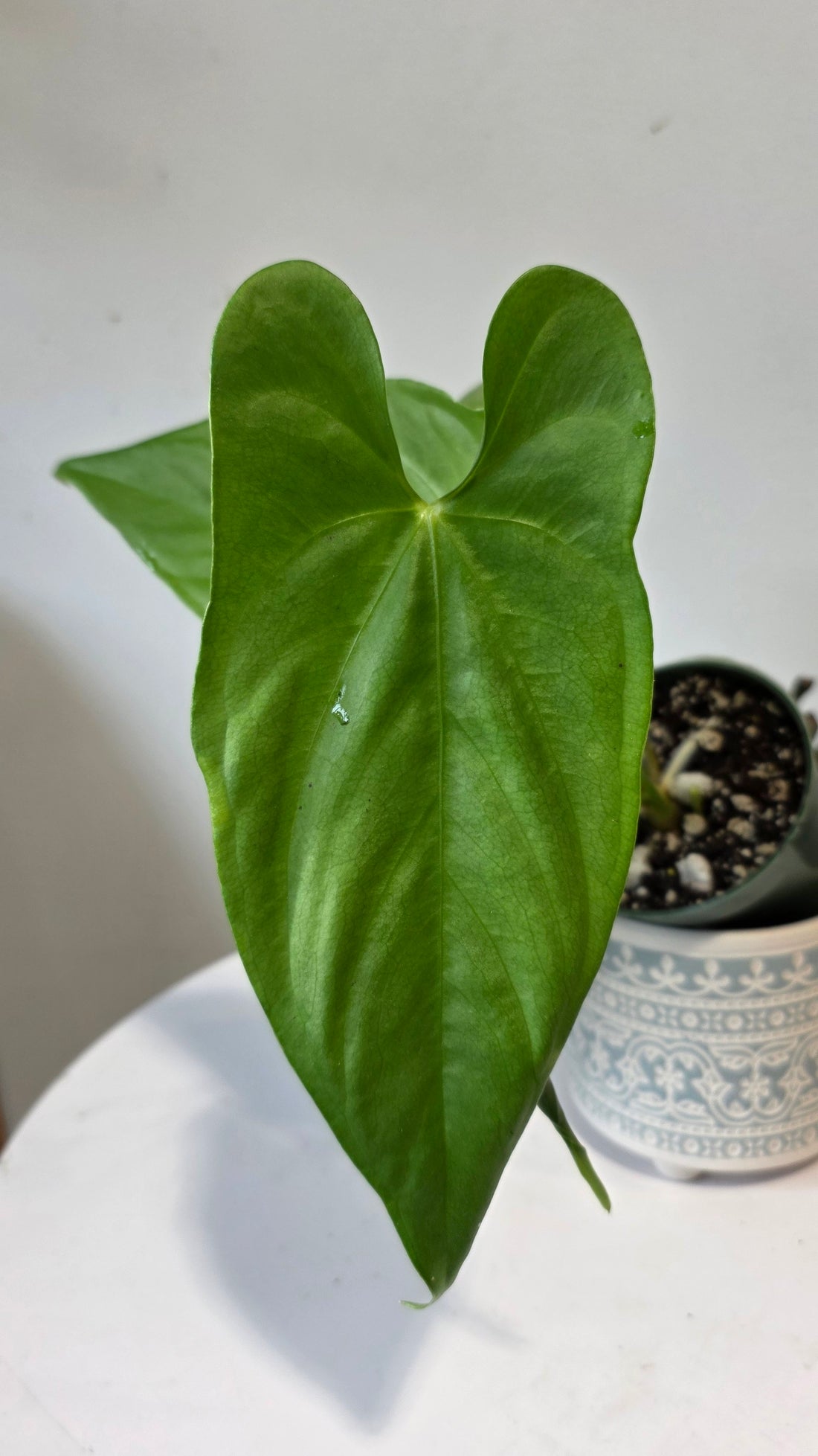Anthurium nigrolaminum lime