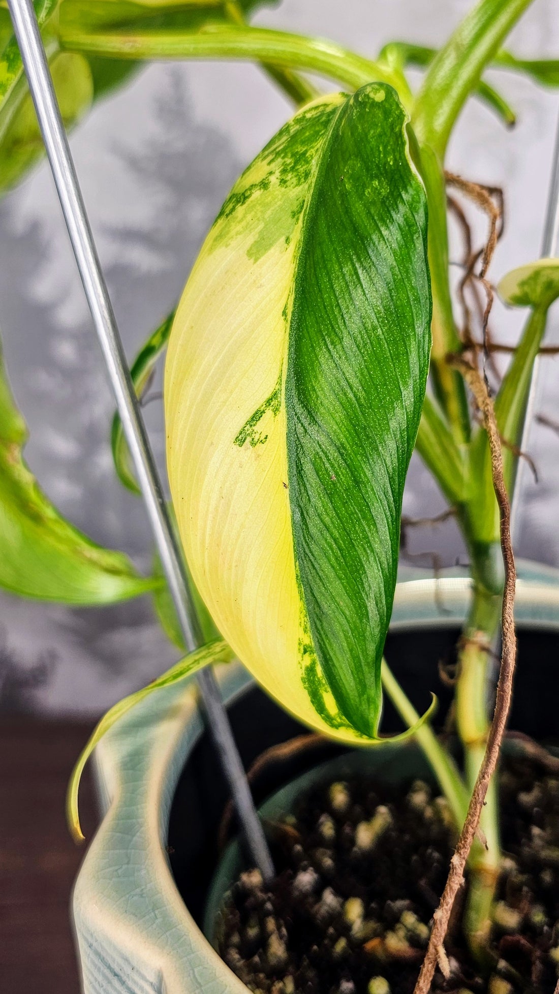 Philodendron Domesticum Variegated (WP26)