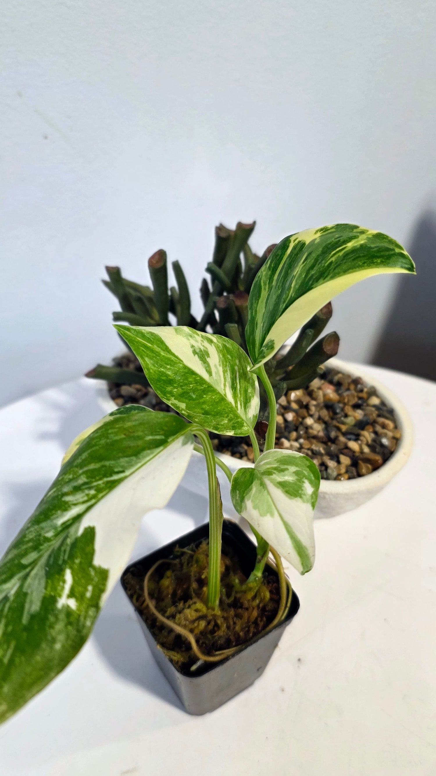 Monstera Lechleriana "A"