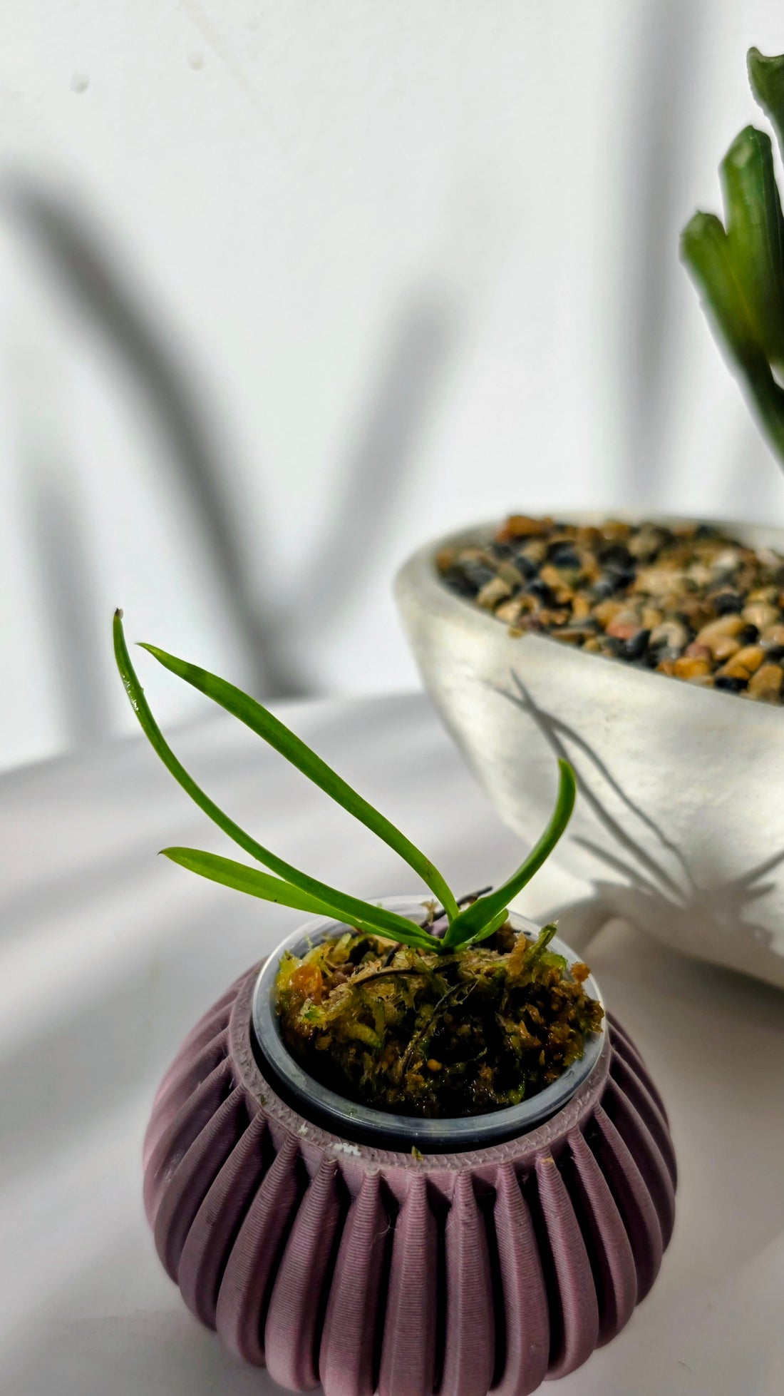 Vanda tricolor var.purpurea