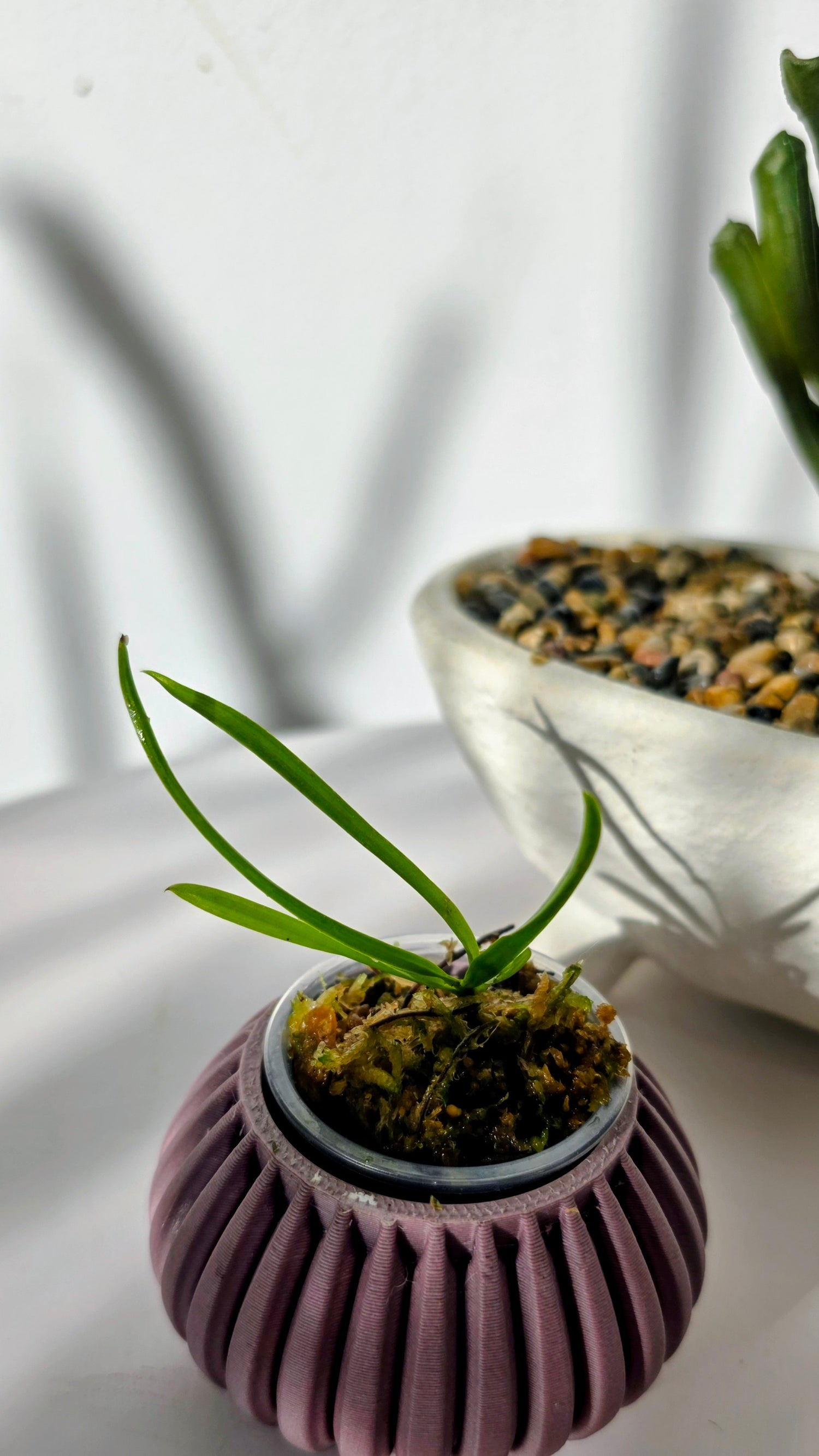 Vanda tricolor var.purpurea