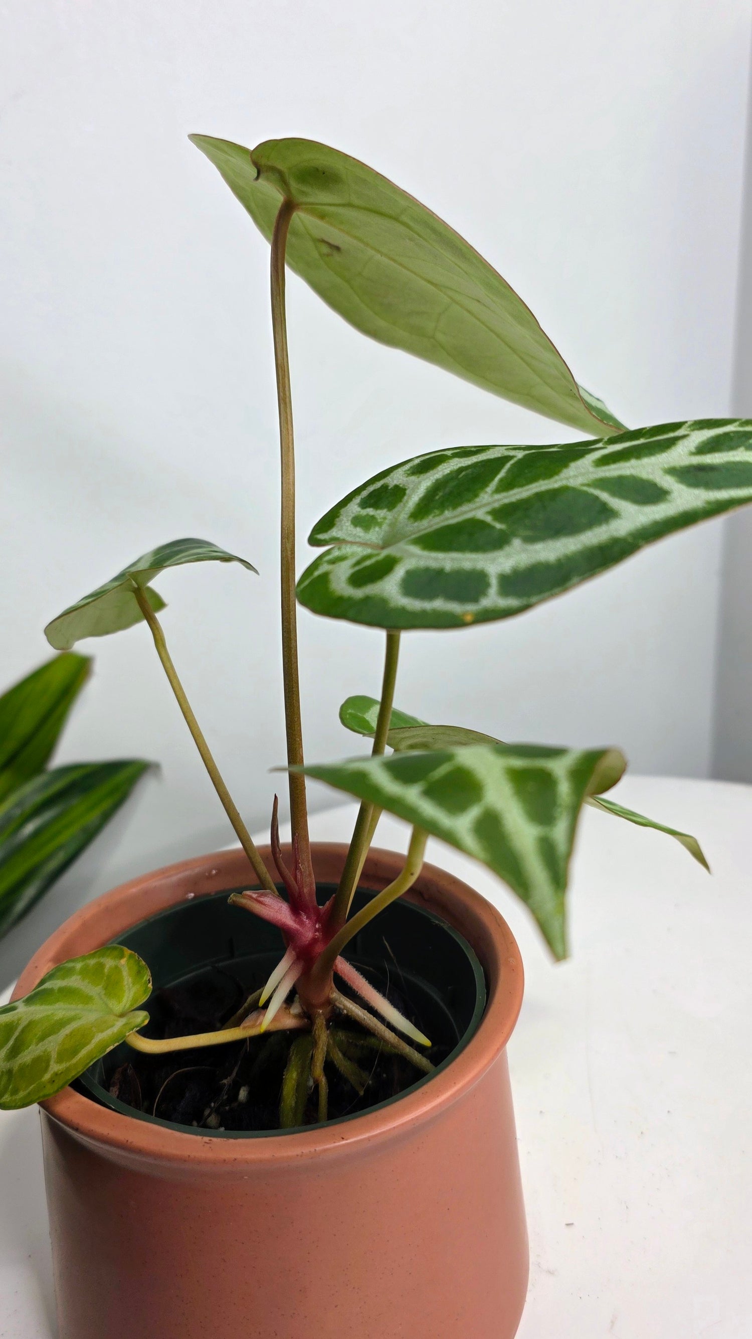Anthurium Crystal Hope A