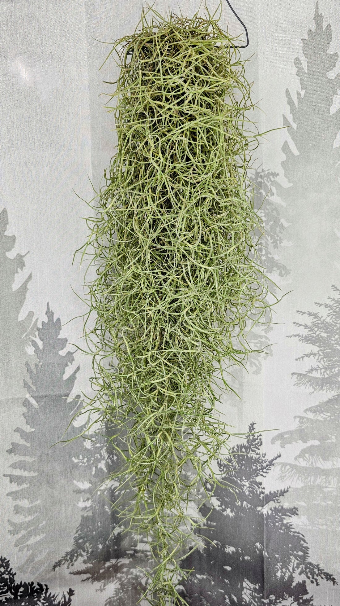 Tillandsia usneoides - Spanish Moss
