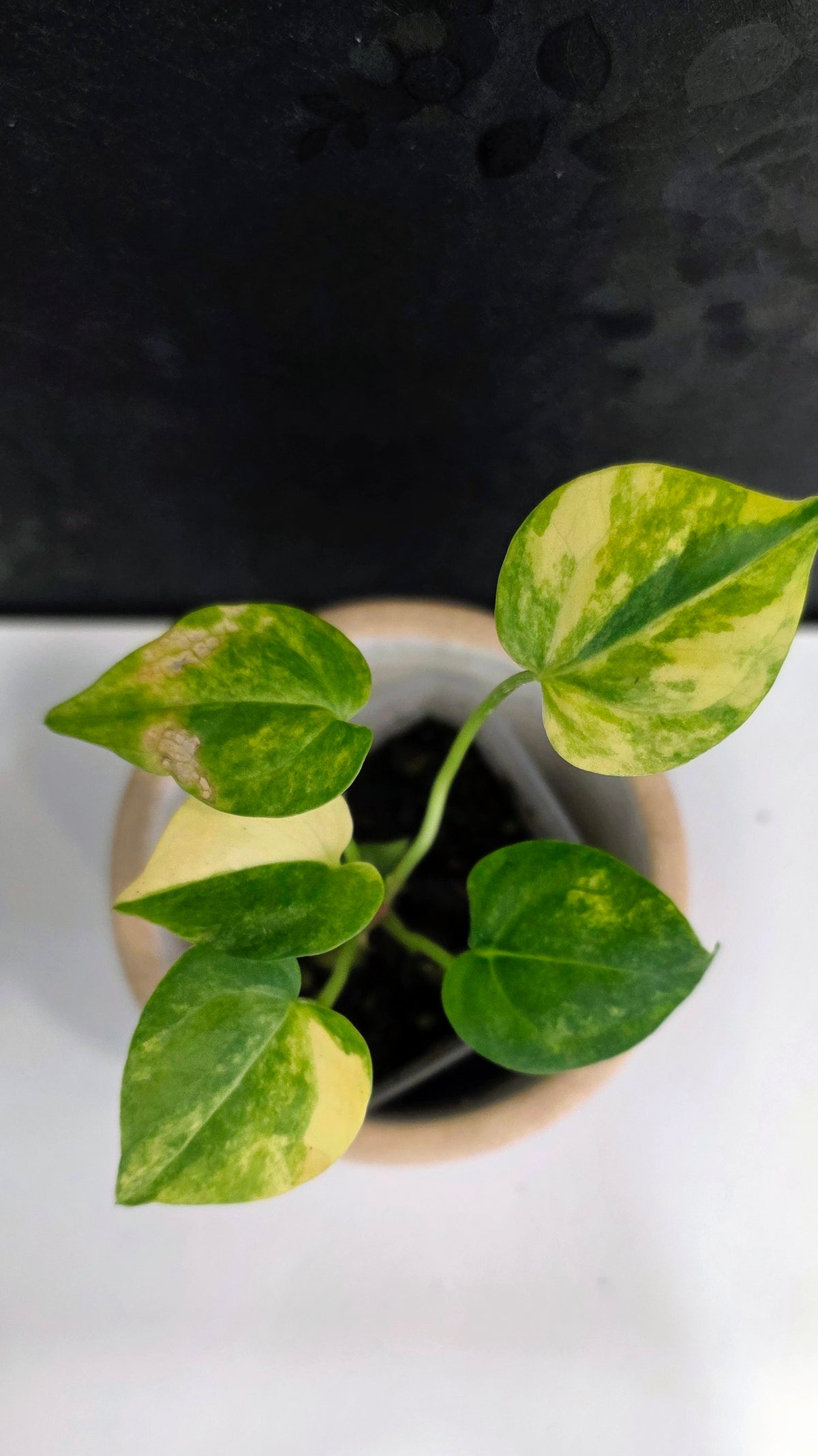 Anthurium Clarinervium Variegated C