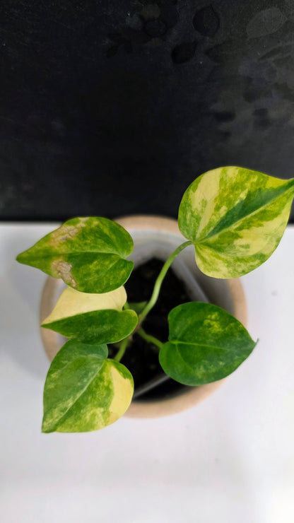 Anthurium Clarinervium Variegated C