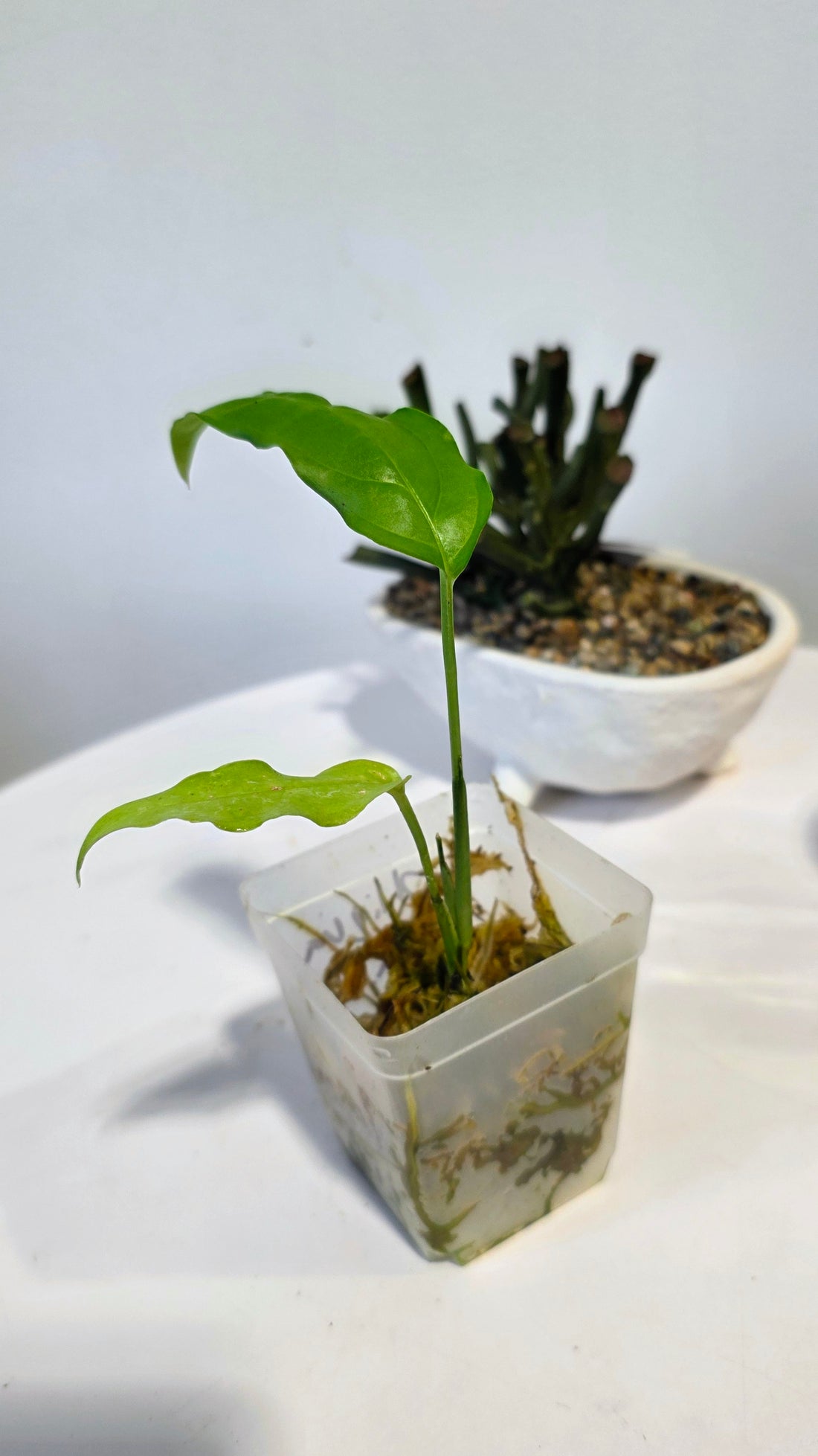 Monstera Obliqua Amazonas "A"