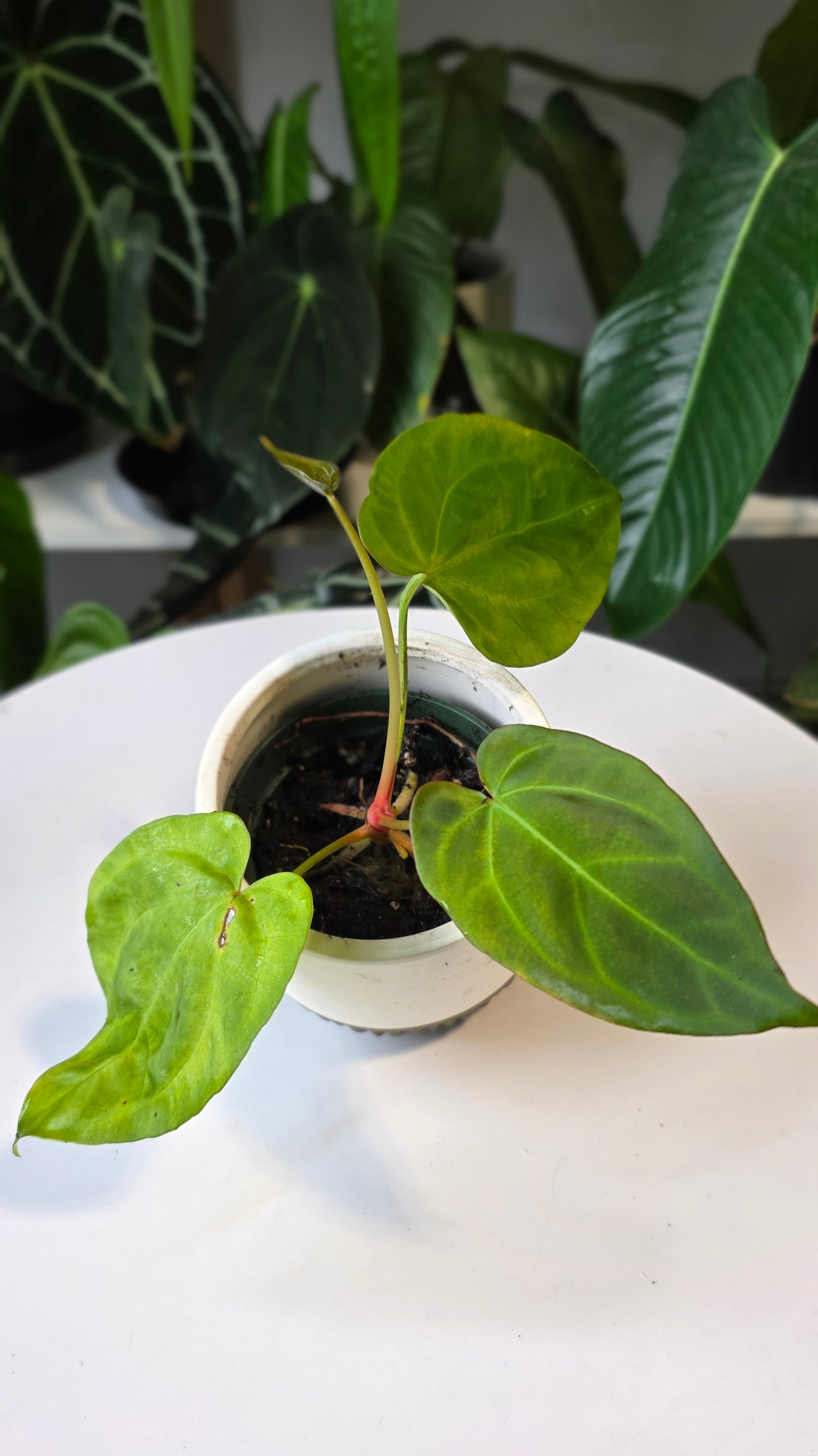 Anthurium Crystallinum X Dressleri (A)