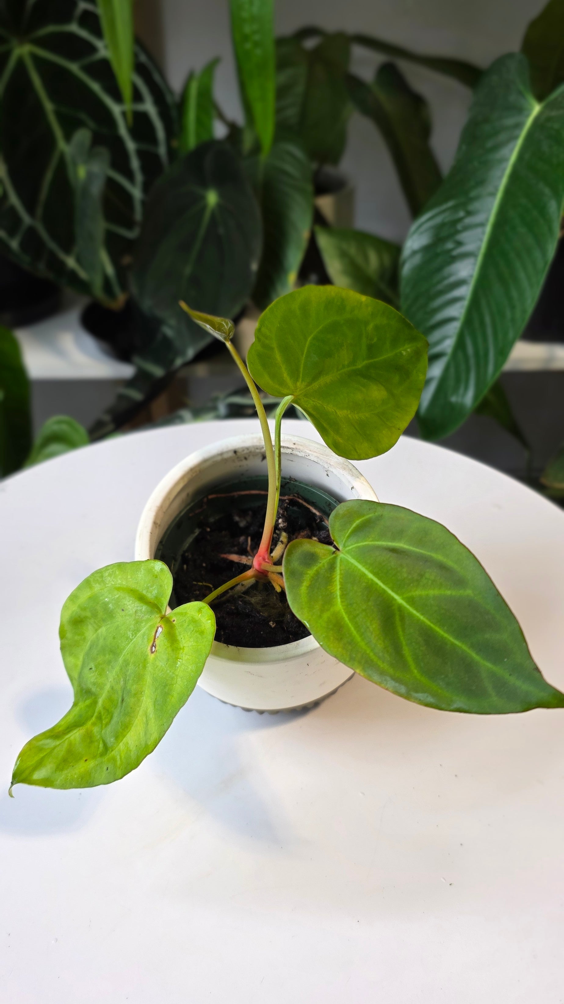 Anthurium Crystallinum X Dressleri (A)