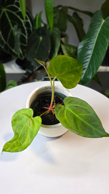 Anthurium Crystallinum X Dressleri (A)