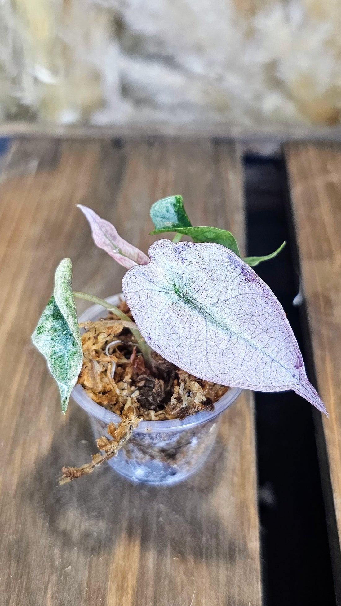 Alocasia Polly Variegated