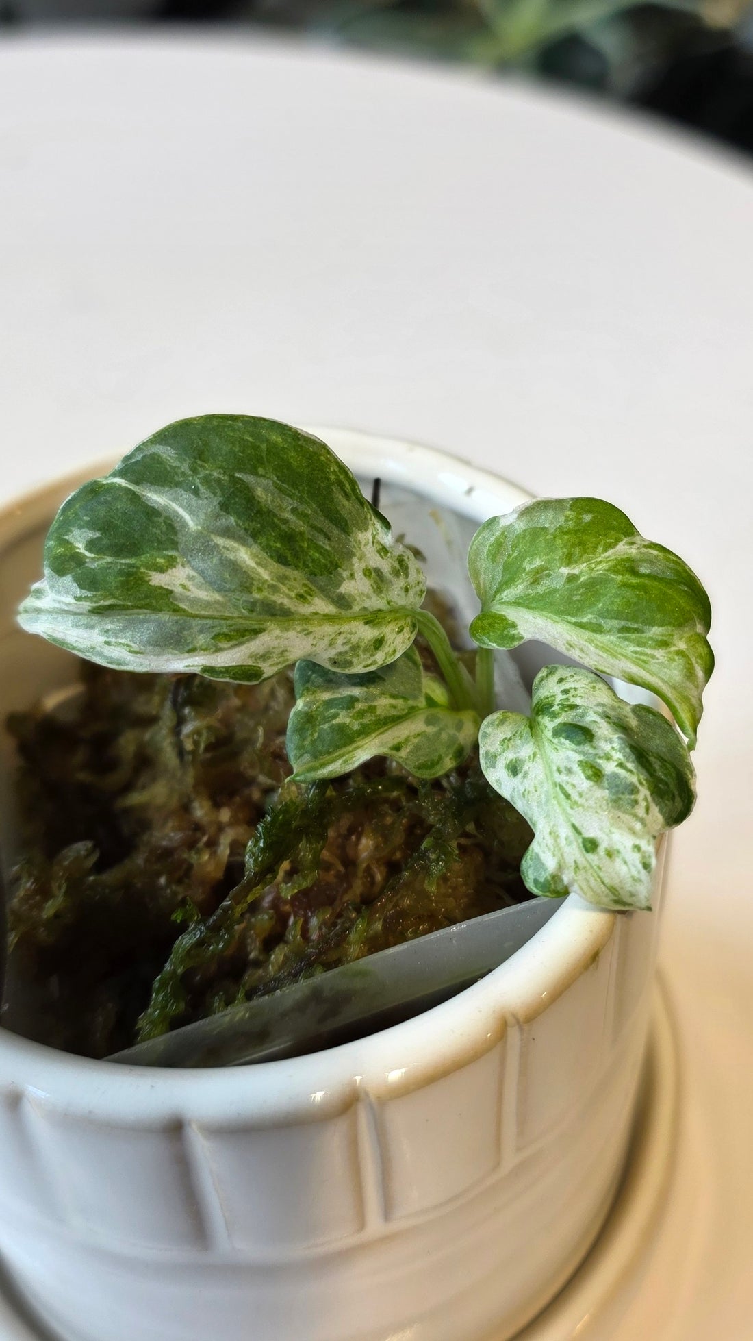 Monstera Adansonii Frozen Freckles (B)