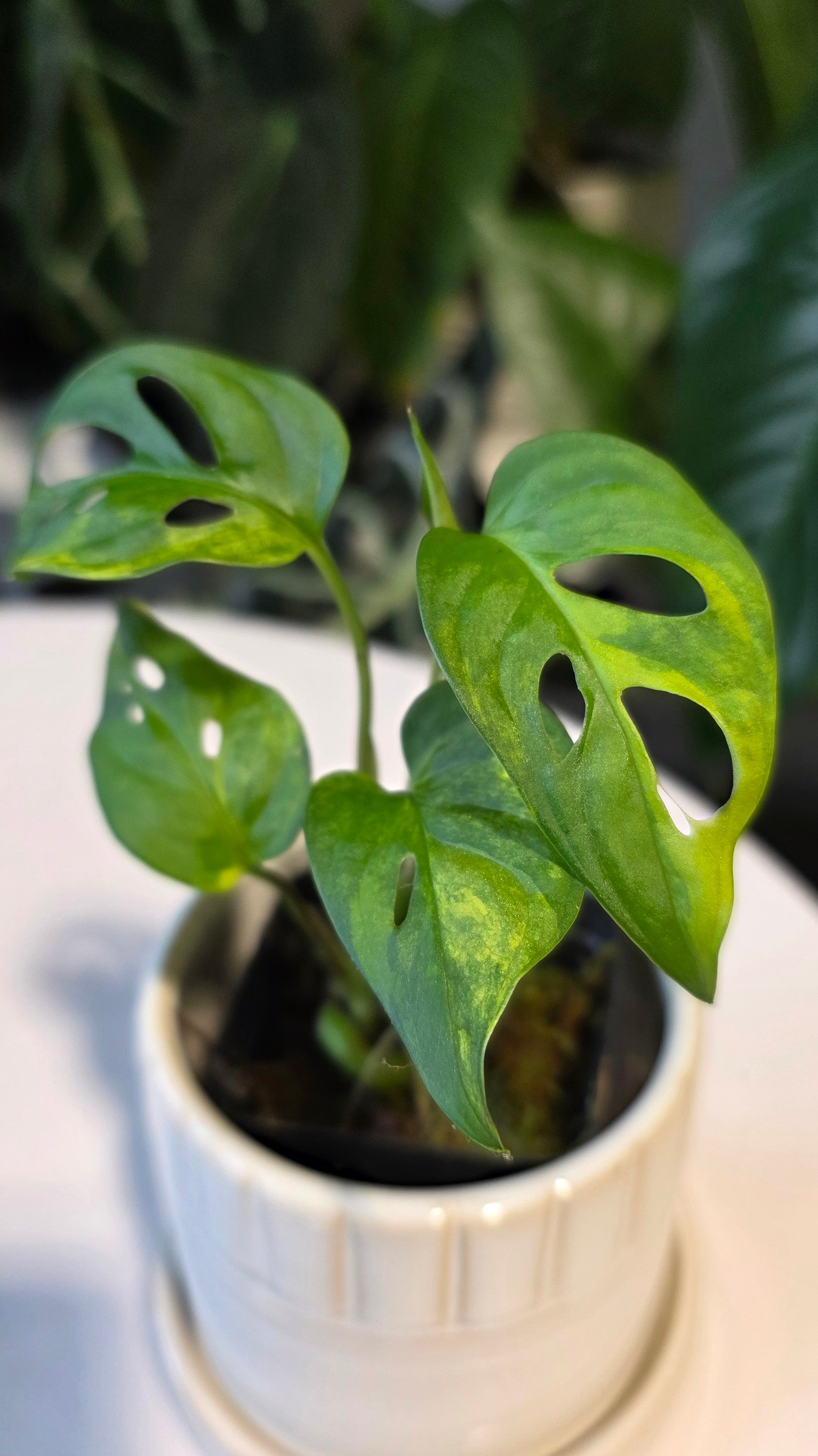 Monstera Adansonii Aurea (B)