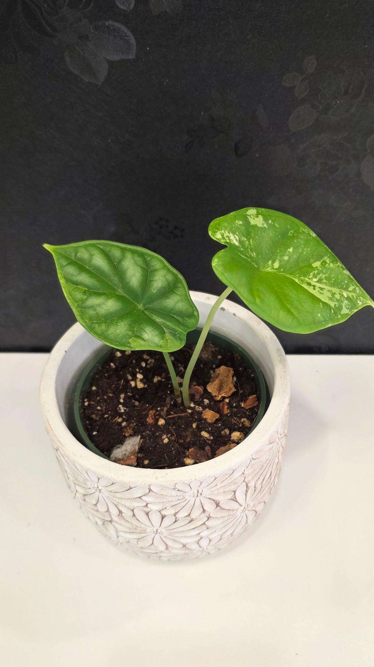 Alocasia Silver Dragon Tri-color B