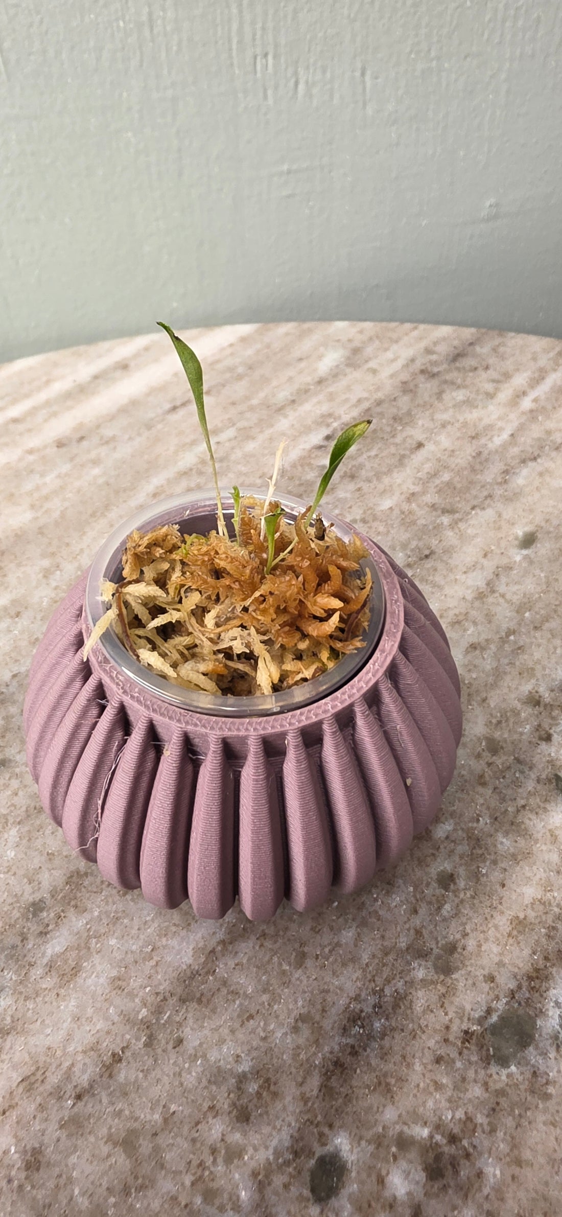 Lepanthes Corrugata seedling