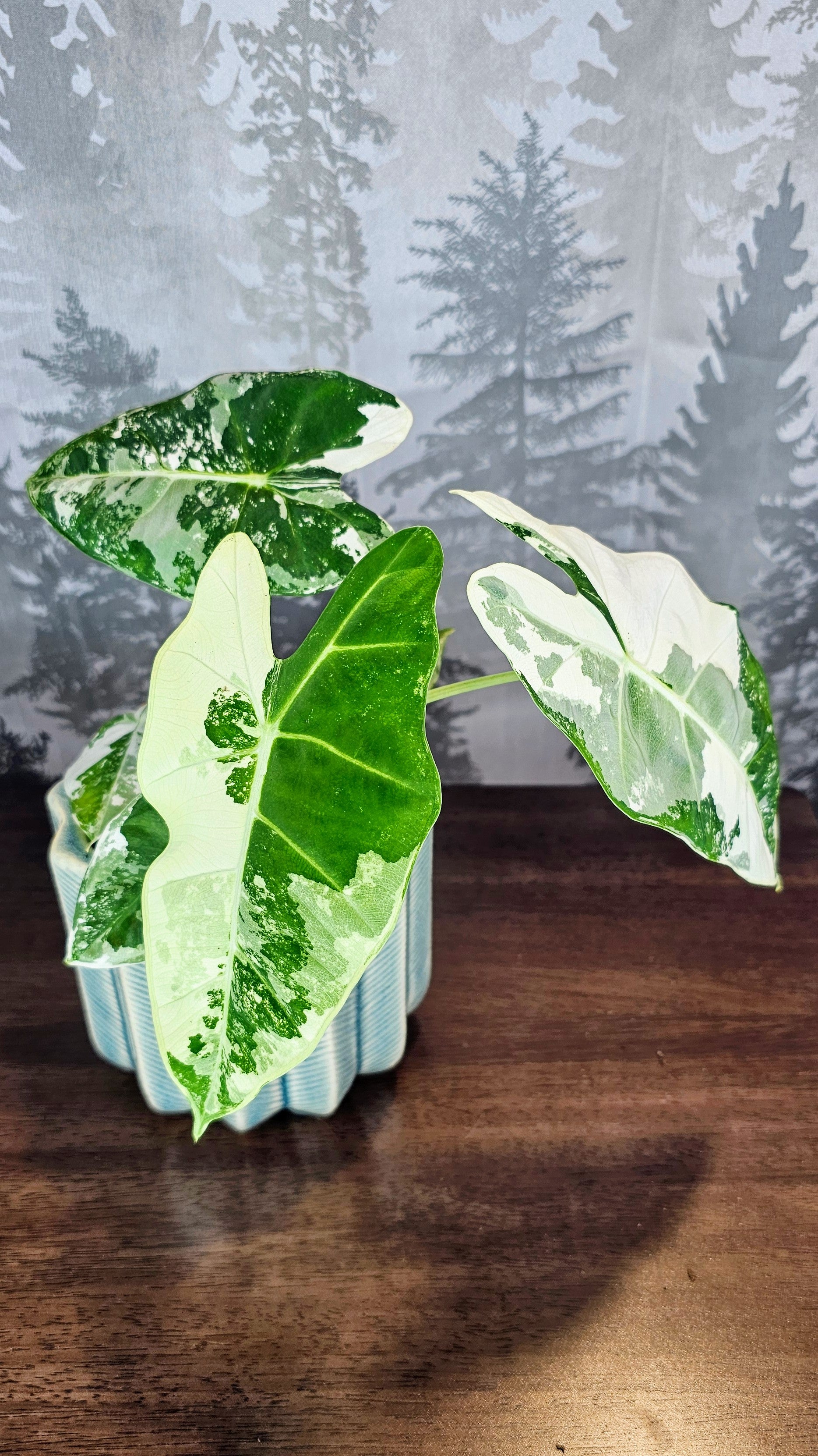 Alocasia Frydek Variegated (Weekly Special)