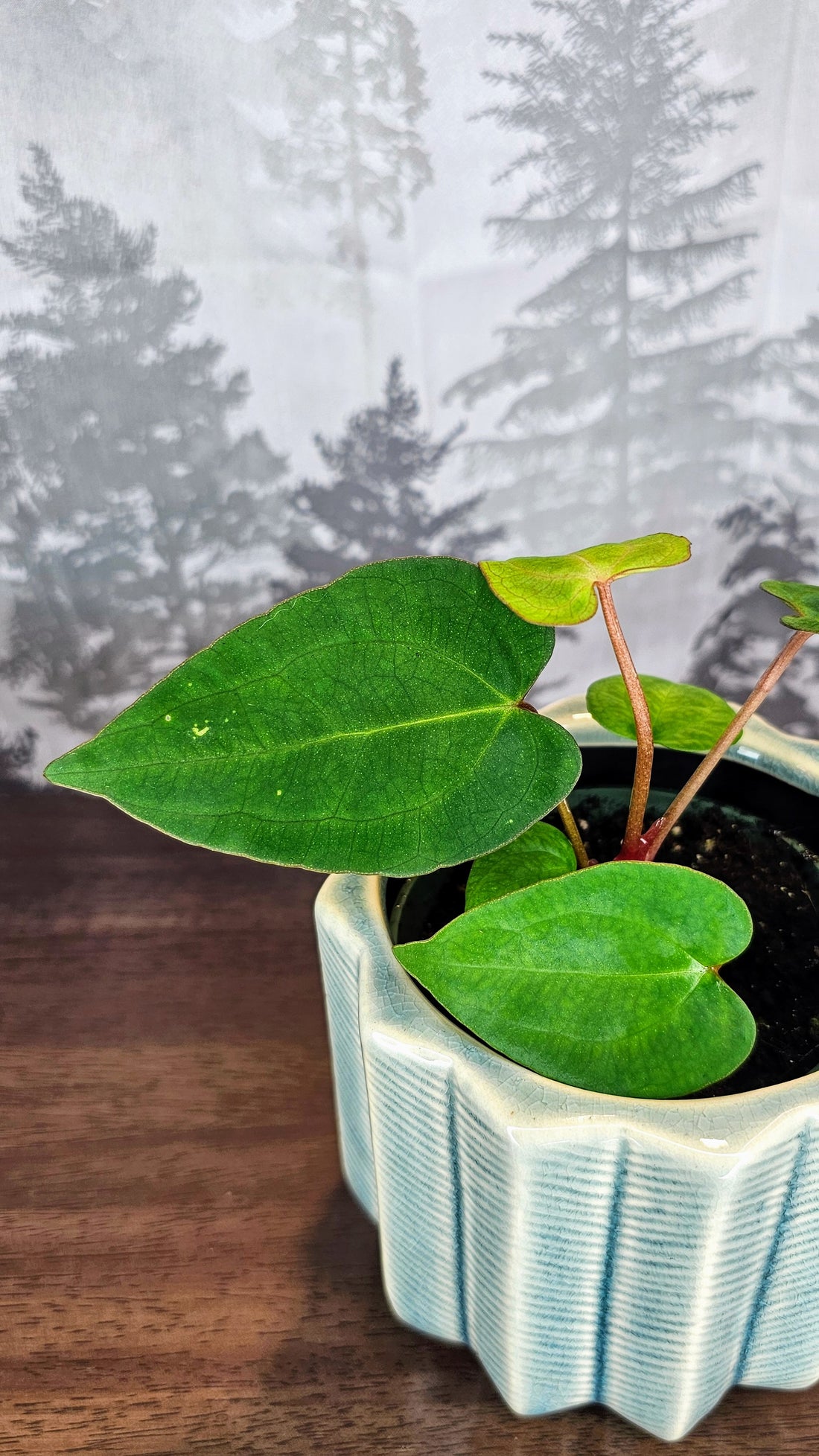 Anthurium Ace of Spades Dark Form (A4)