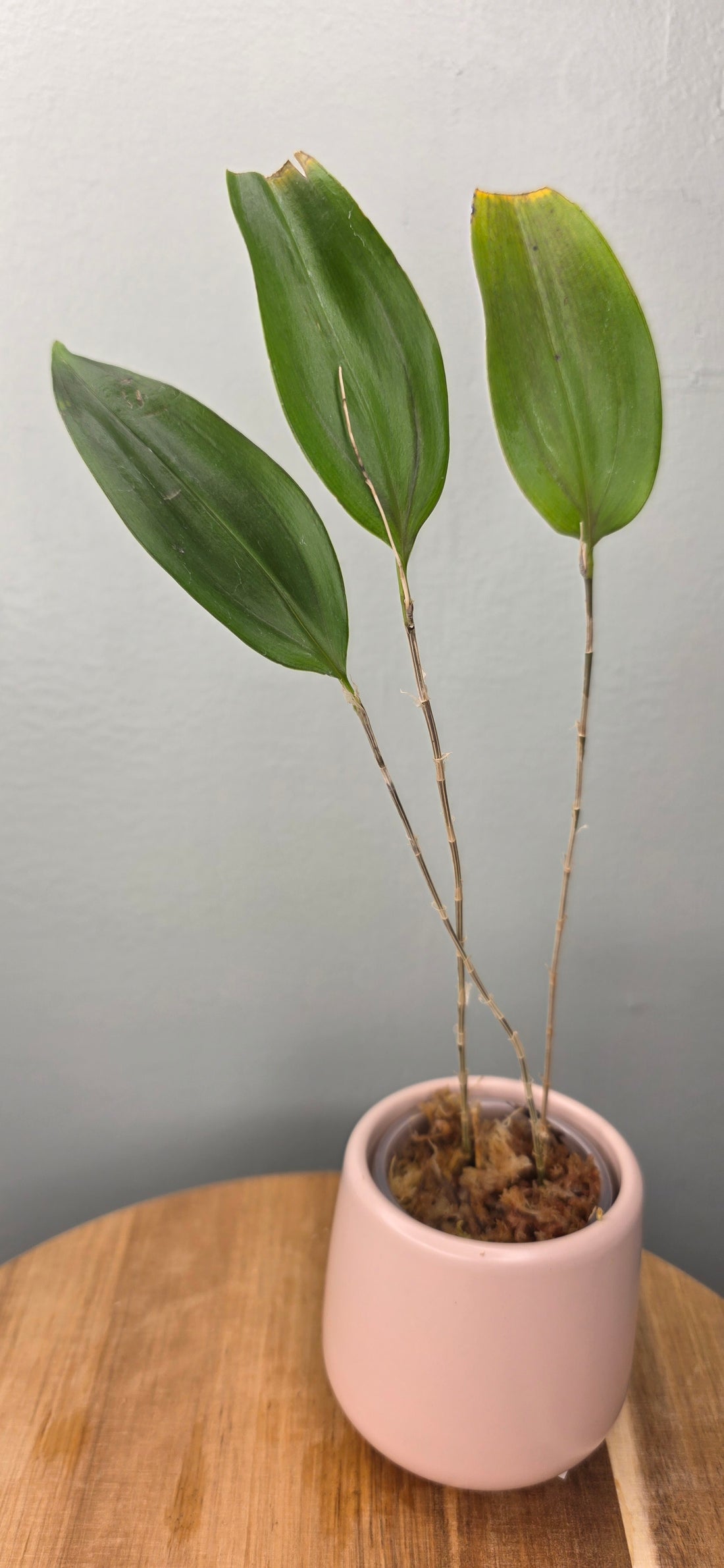 Lepanthes sijmii