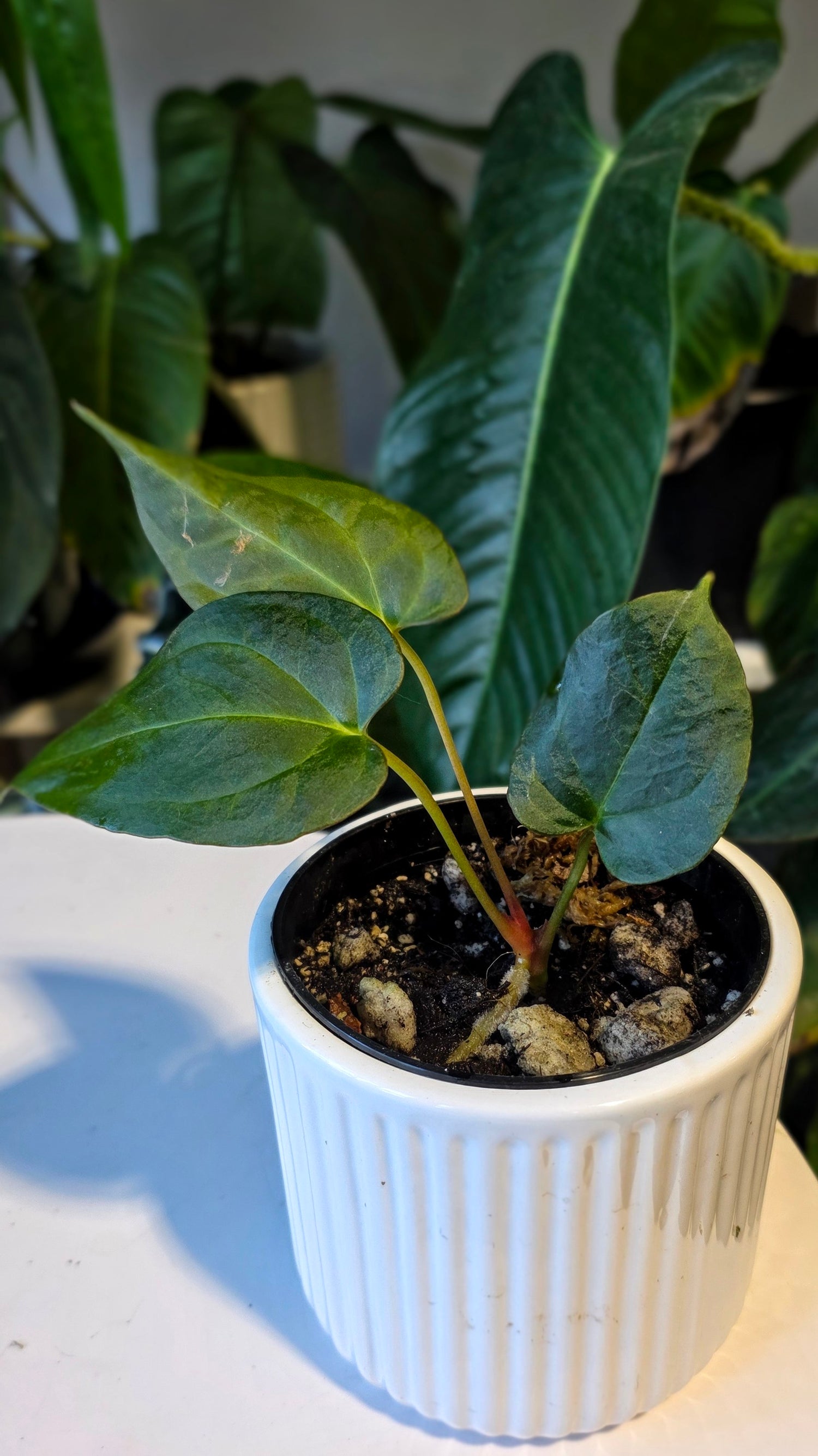 Anthurium Blue Pap x One DP (D) – Wilderly