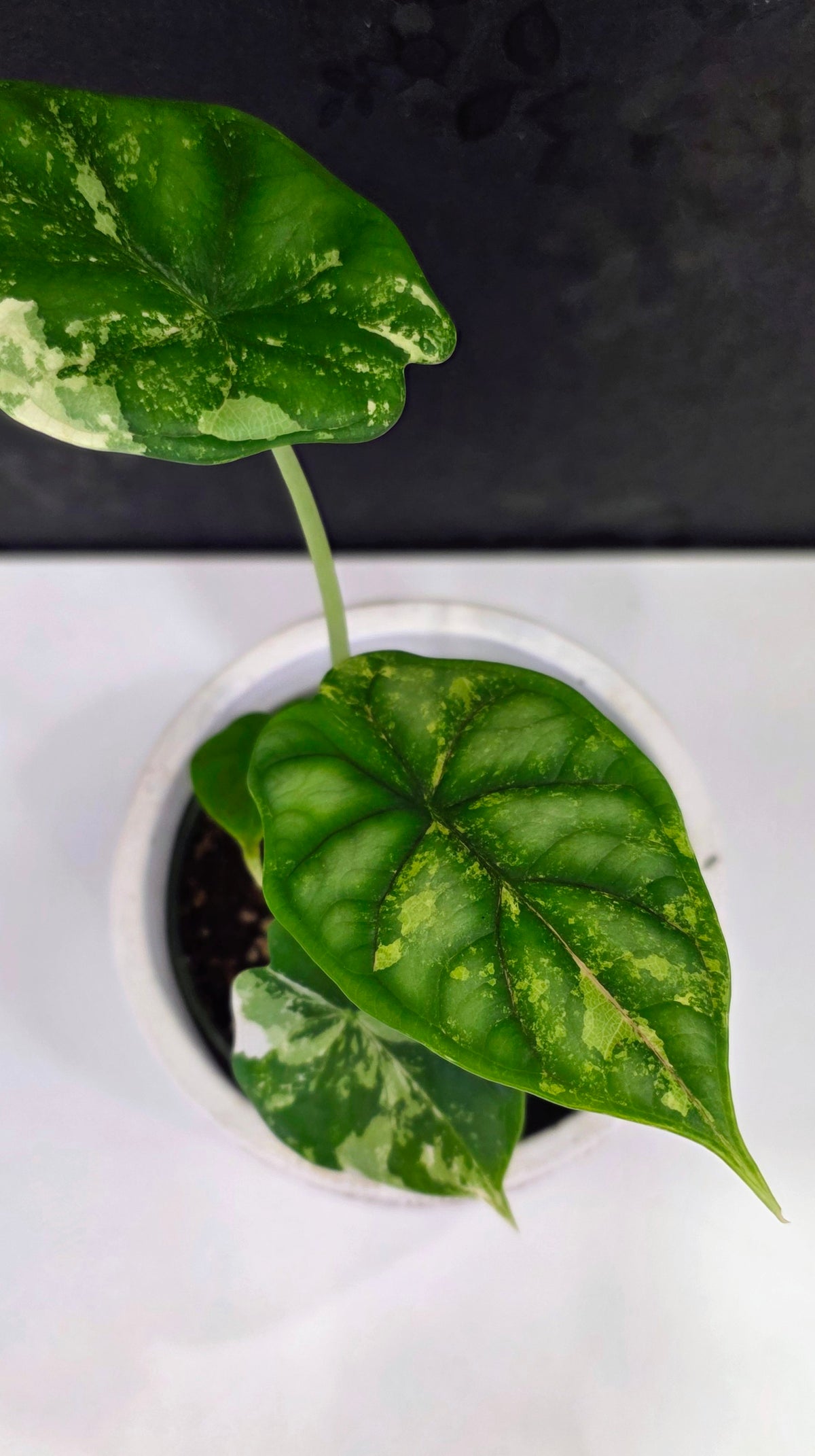Alocasia Silver Dragon Tri-color A
