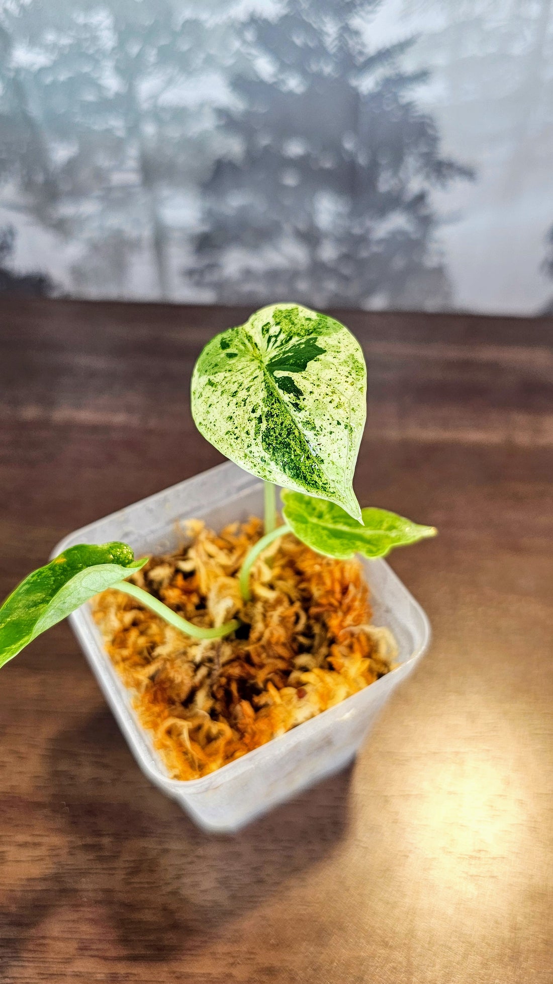 Alocasia Dragon Scale Mint