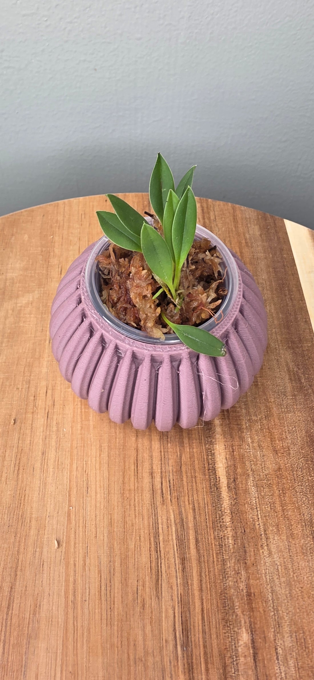 Masdevallia patriciana