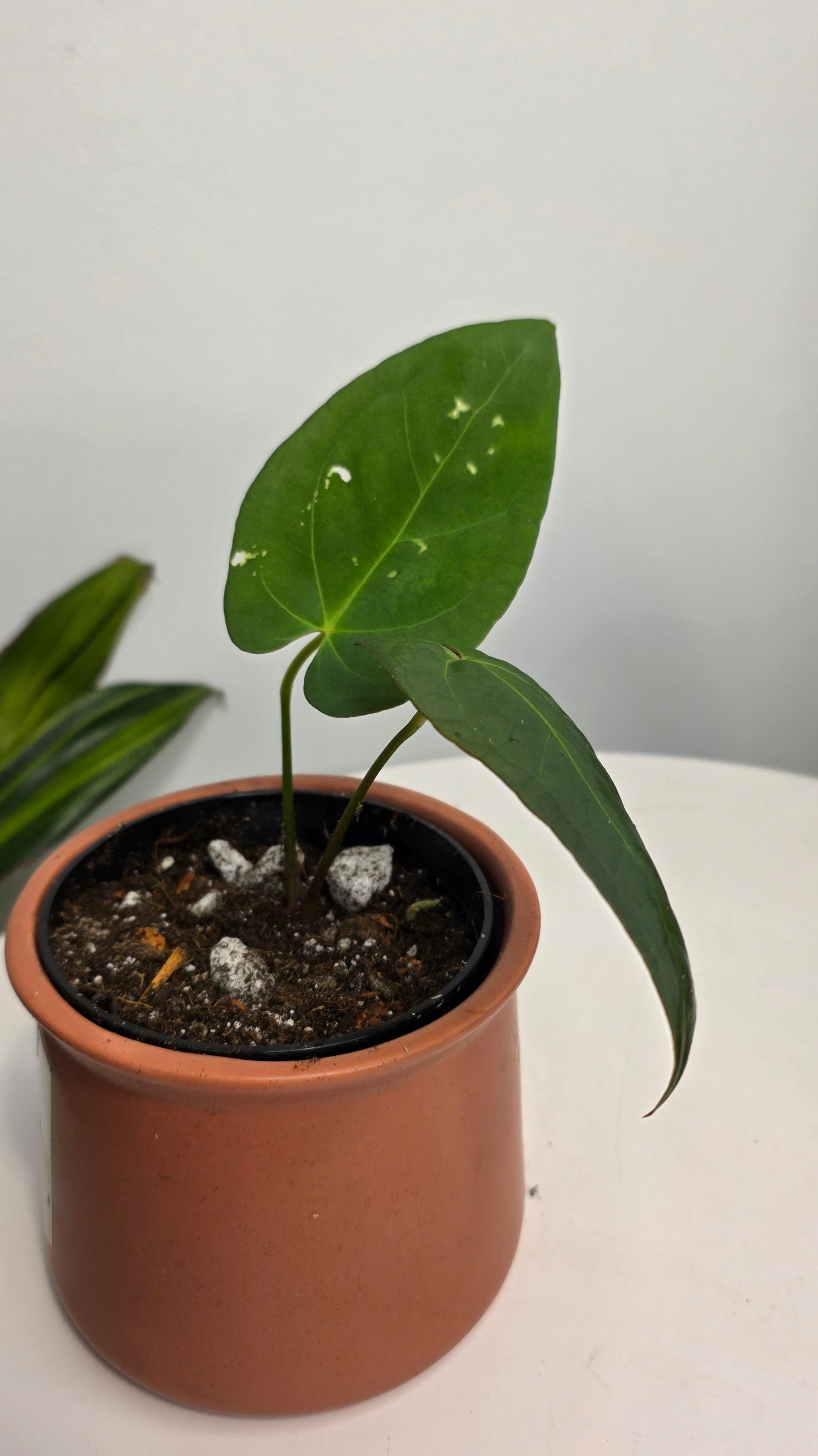 Anthurium Blue Pap x One DP C